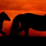 Cikánské zlato necinká, ale řehtá